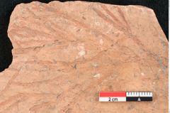 Foto (Detailansicht) von Glyptostrobus europaeus Brongniart (NHMW-GEO-2024-0188-7954)